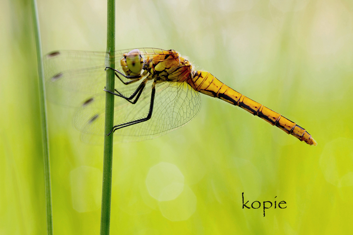 IMG_8913_1_f_small Kopie.jpg