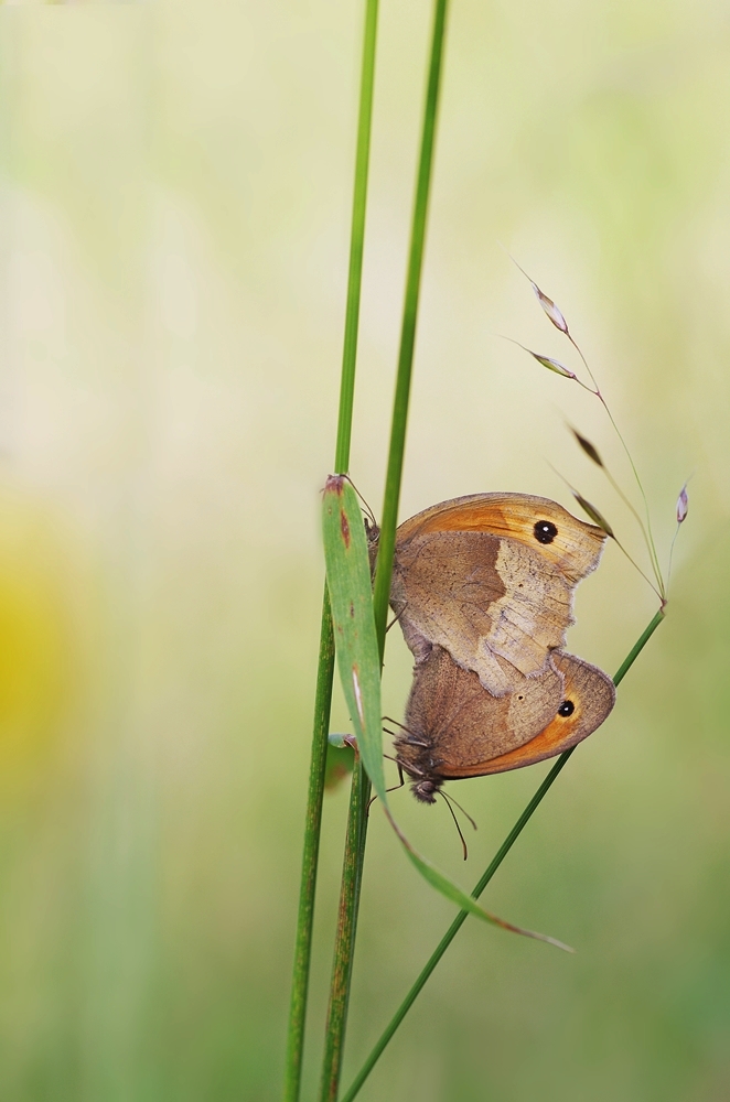 IMGP8124b1000 kelmis.JPG