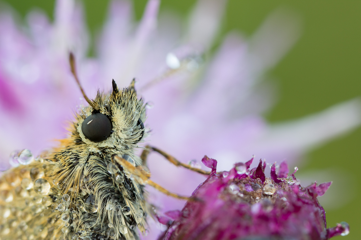 Dicki Portrait Forum.jpg