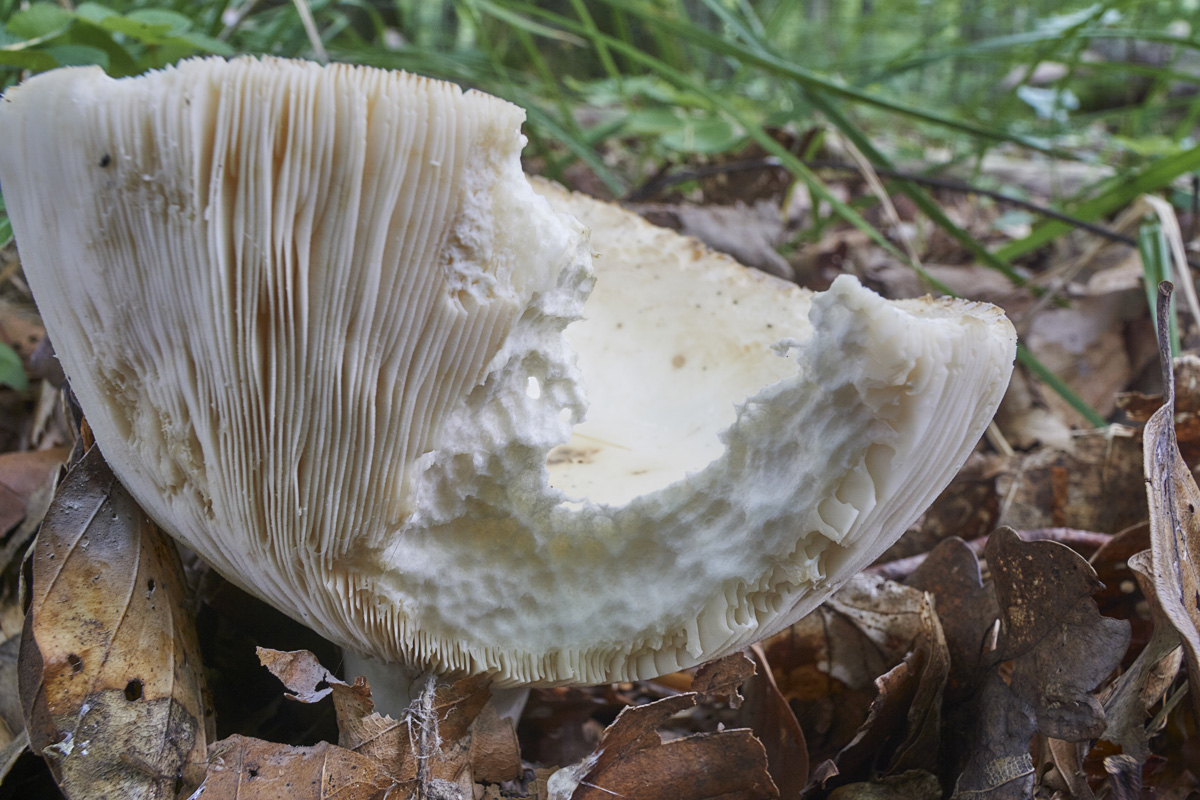 _DSC0354k.jpg