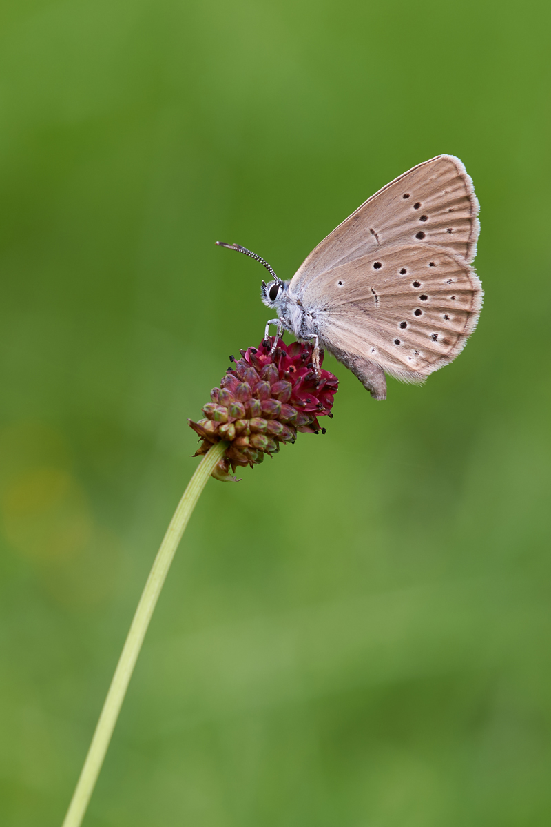 Phengaris teleius 064189_1200.jpg