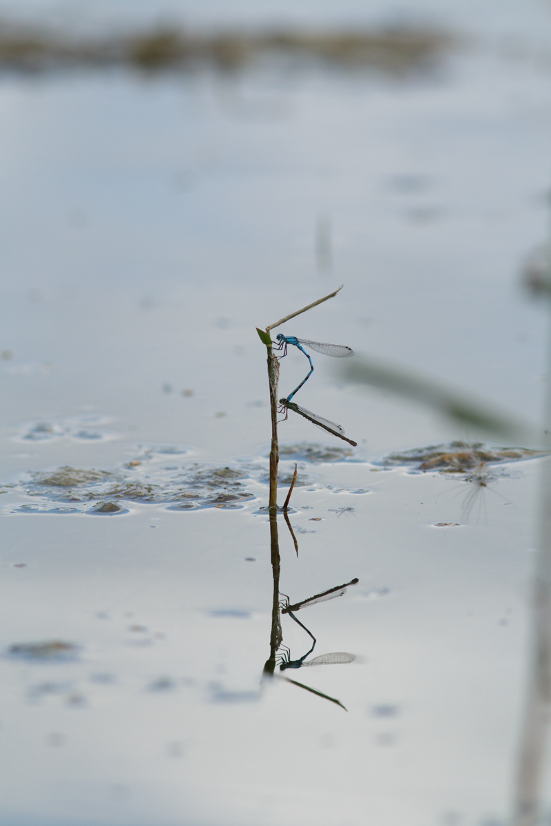 20160727_0161-Org.jpg