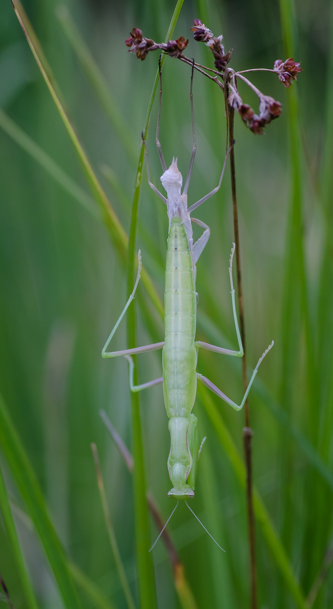 Schlupf_Mantis-6.jpg