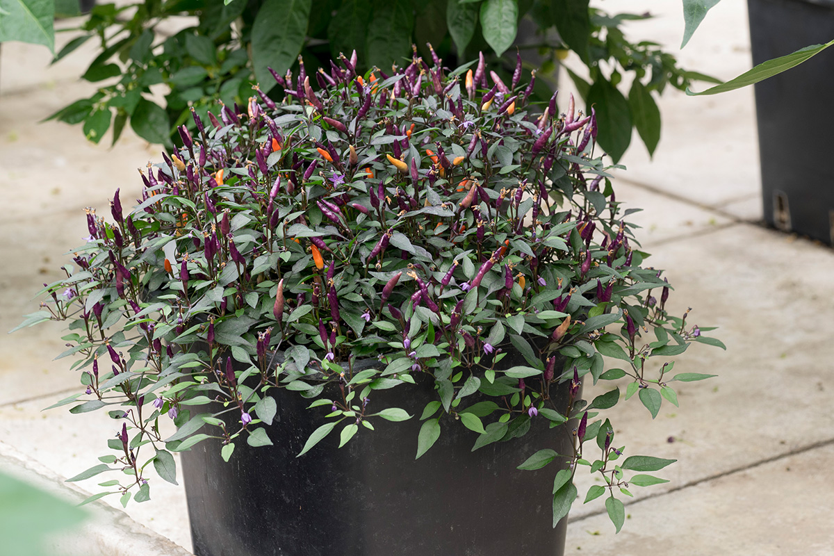 P7240348a-C annuum Minilil.jpg