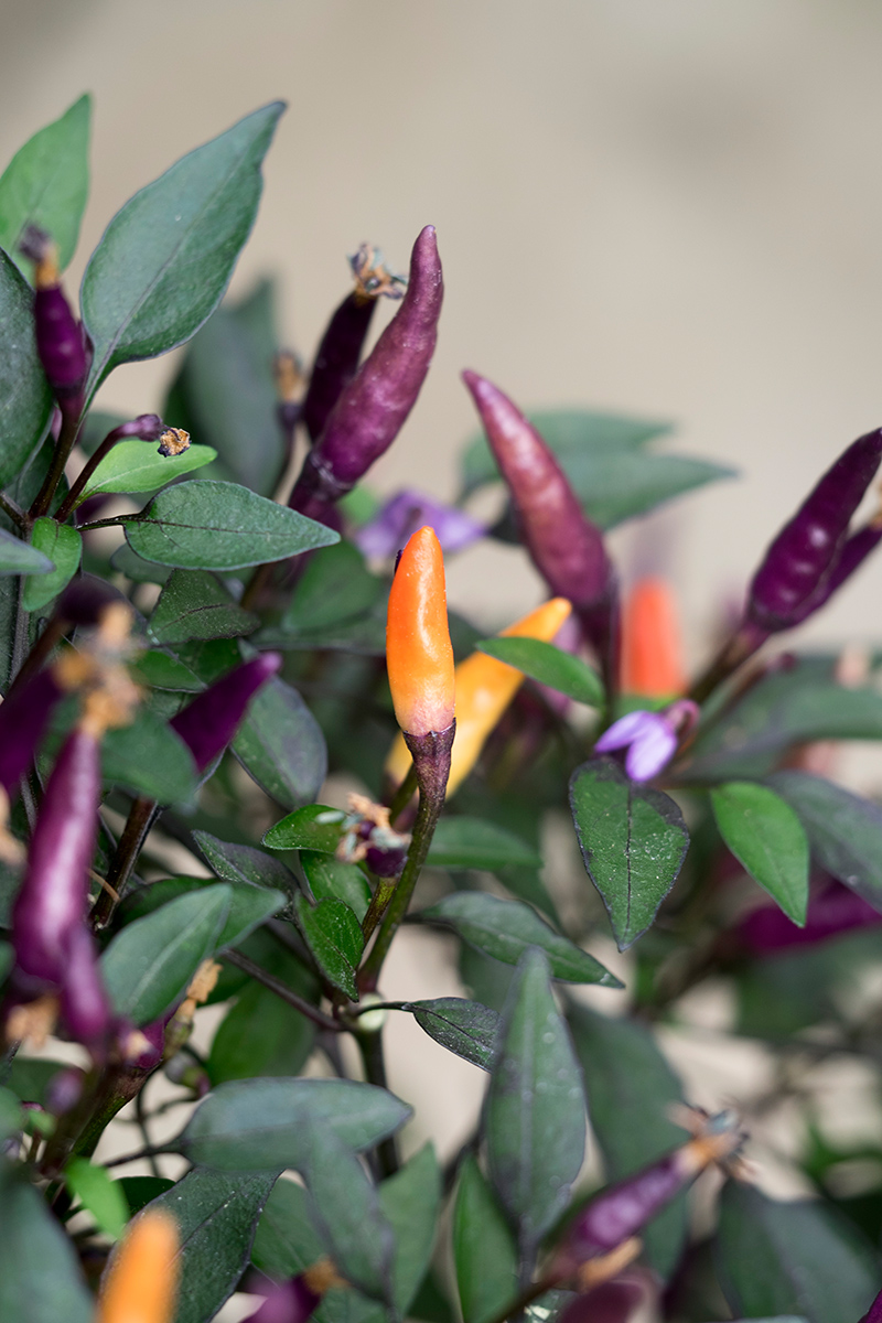 P7240358a-C annuum Minilil.jpg