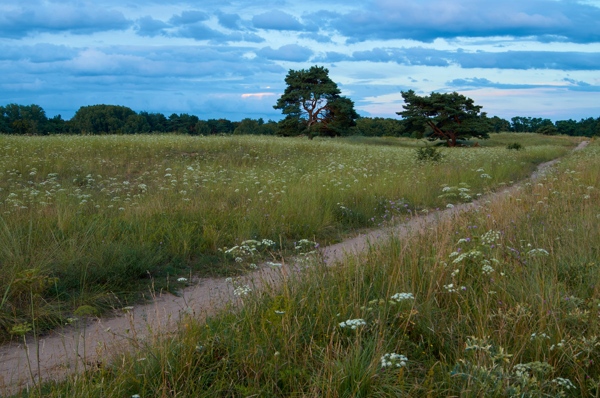 Mainzer Sand 064549_1200.jpg