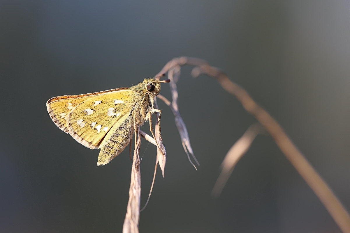 (Hesperia comma (1)c.jpg