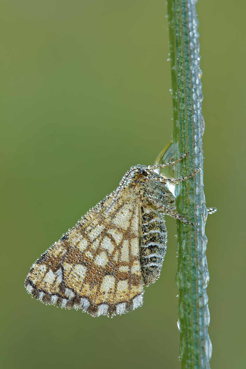 IMG_4434_MF_2-1.jpg