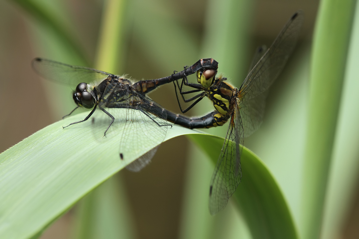Sympetrum danae_Copula_IMG_0109.jpg