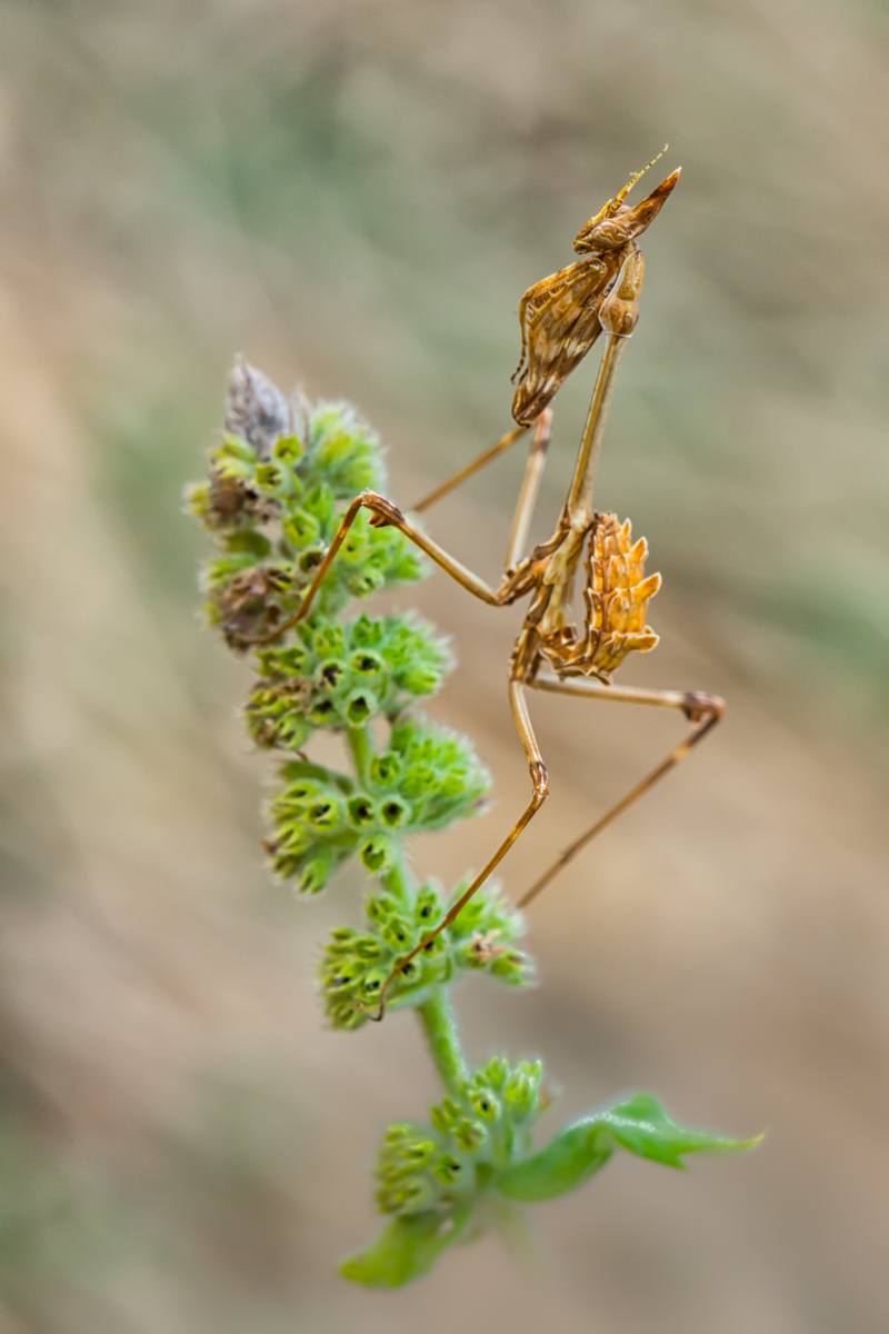 Empusa pennata - forum-6.jpg