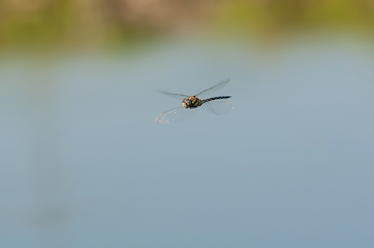 comp_Libelle im Flug8.jpg