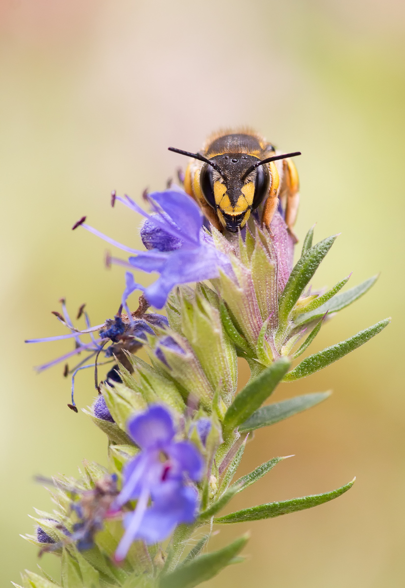 003Naturbild-2.jpg