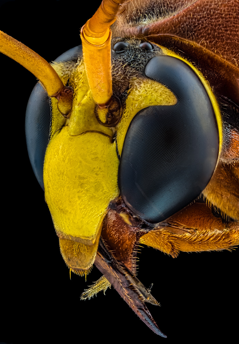 3.Schneider 50, 485 B,Bl 4.8 0,02 mm,Nikon 3,2.jpg