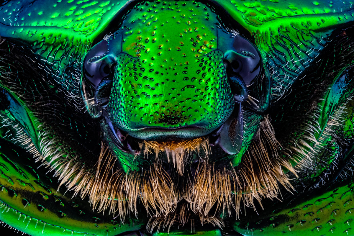 4.Schneider 50, 289 B,Bl 5.6 0,03 mm,Nikon 2,4.jpg