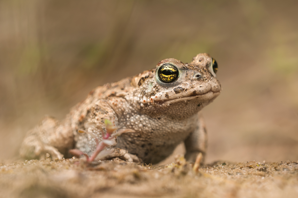 DSC_6405-2.jpg