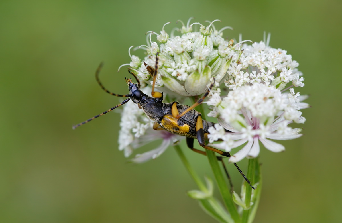 DSC08306 Schlafplatz... kl.jpg