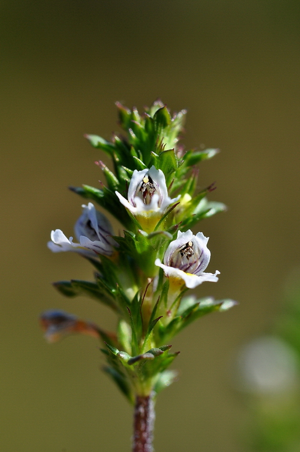 DSC_0343.jpg bearbeitet verkleinert.jpg