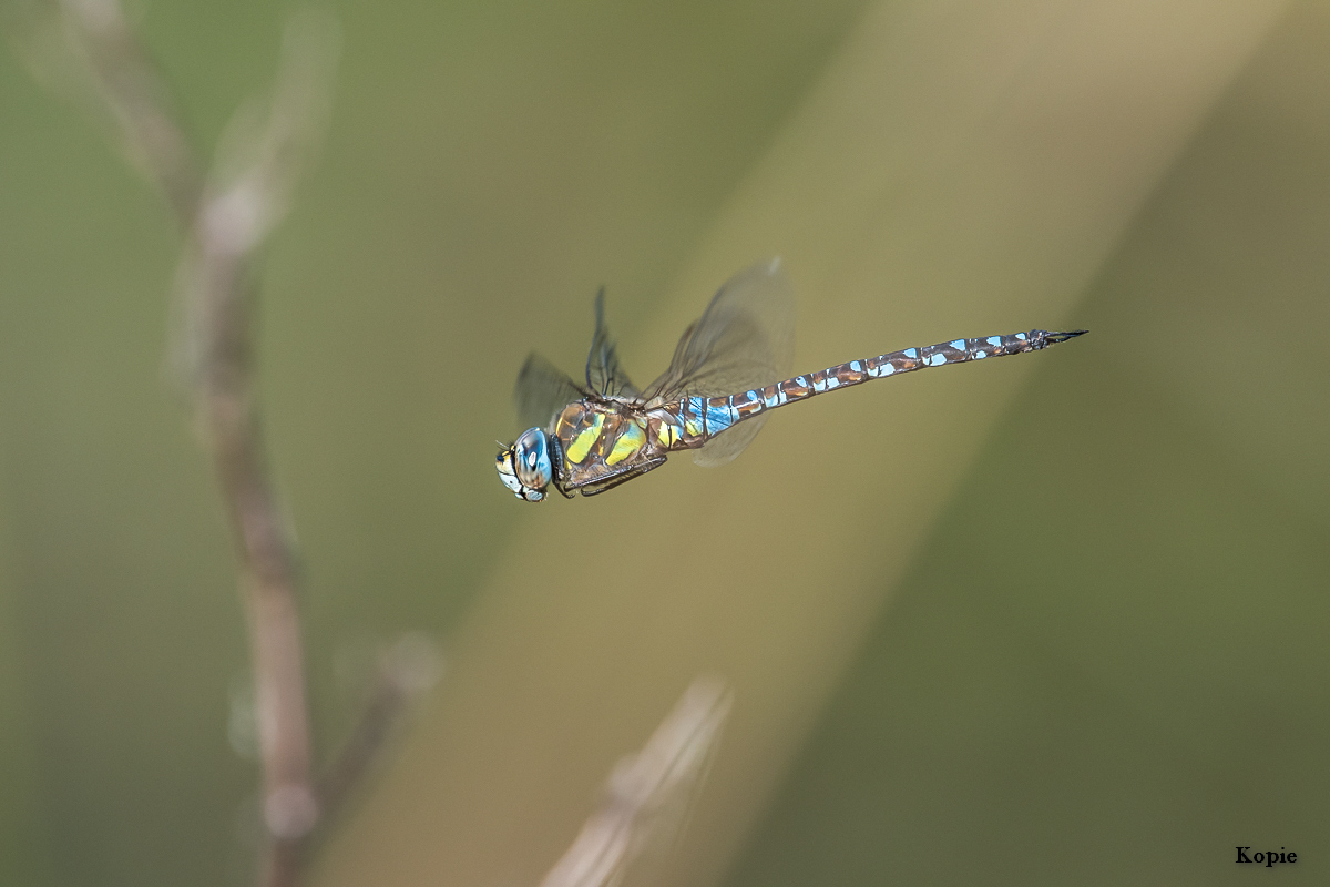 Libelle August 2016.jpg