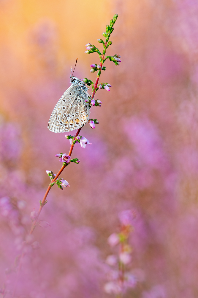 _MG_2479-Bearbeitet-2.jpg
