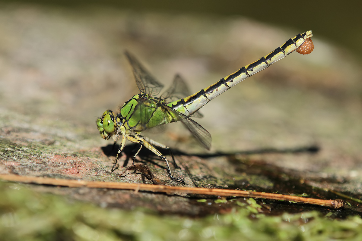 Ophiogomphus cecilia_f_Eiballen_IMG_5033_MF.jpg