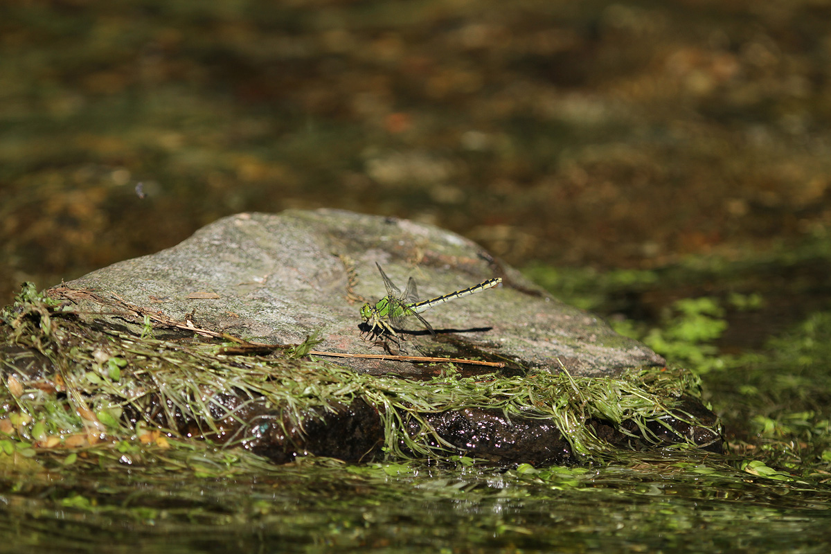 Sicherheitsaufnahme_Ophiogomphus_eiauspressen_IMG_5005.jpg