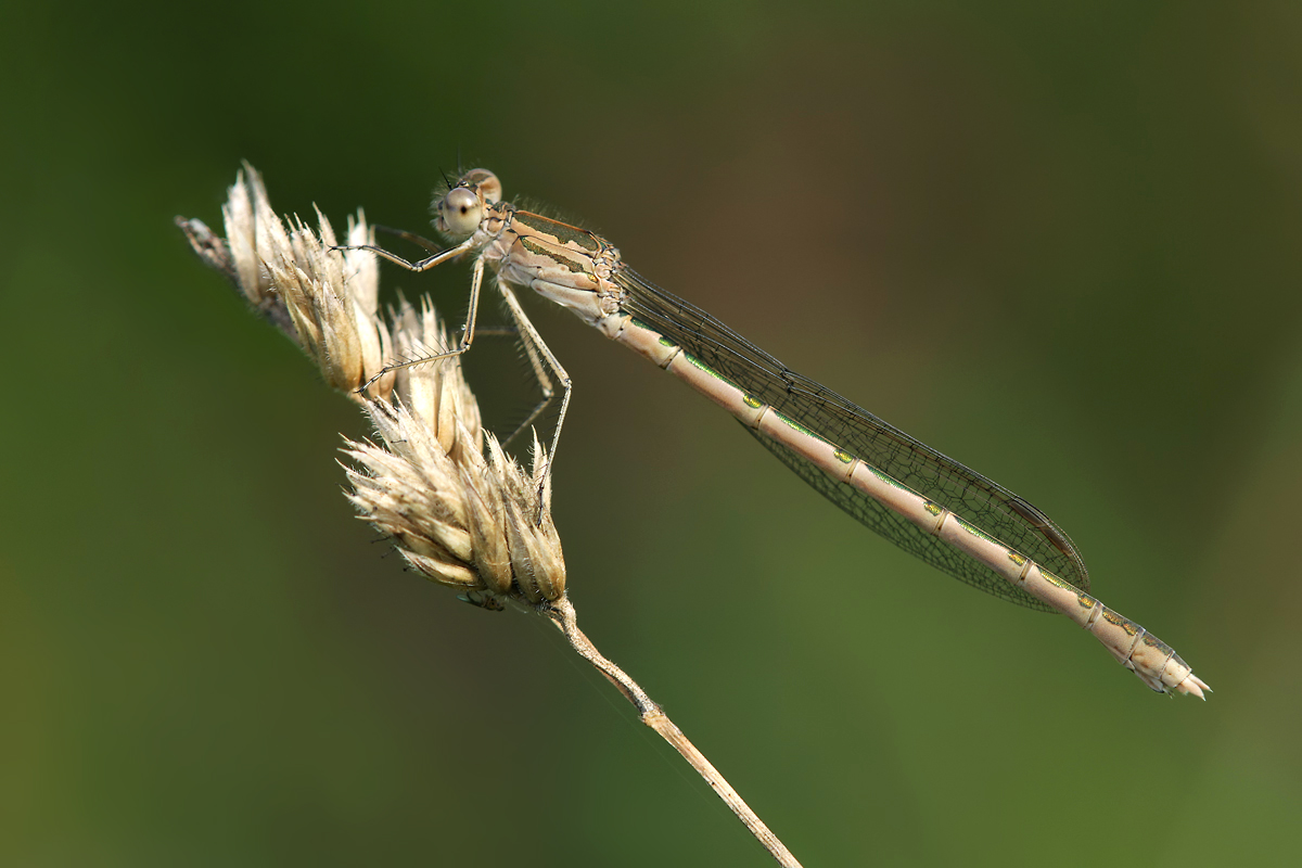 Sympecma paedisca_w_IMG_0102a.jpg