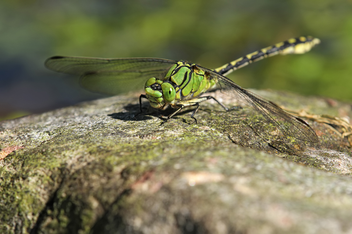 Ophiogomphus cecilia_m_IMG_5228.jpg