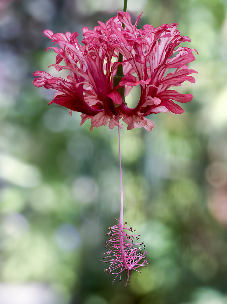 Hibiscus schizopetalis-Verkl.jpg