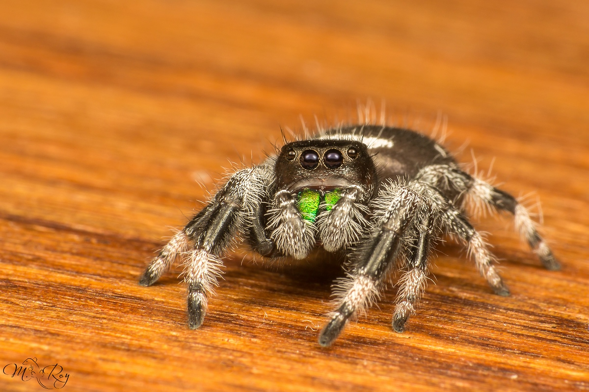 phidippus regius1.jpg