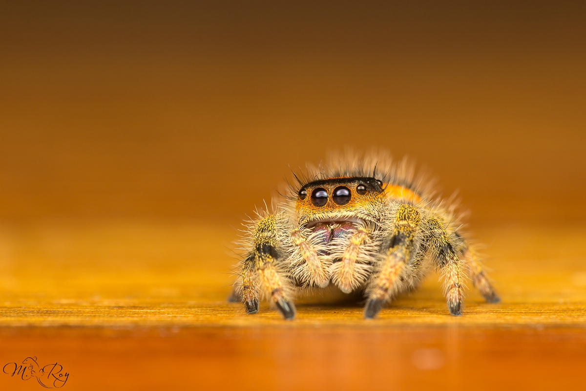 phidippus regius-8306.jpg