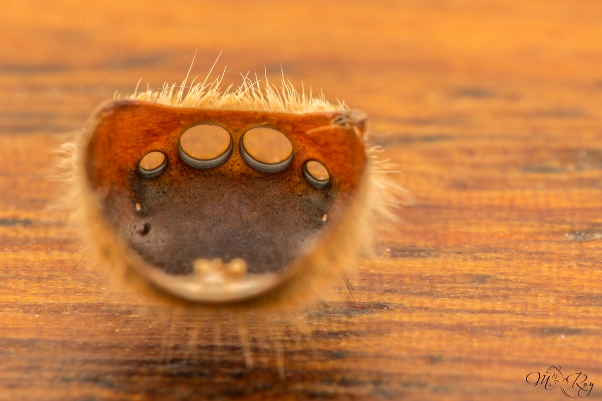 phidippus regius-8685.jpg