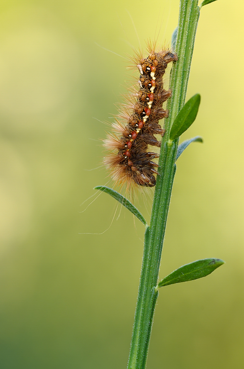 IMGP8740_DxO.jpg