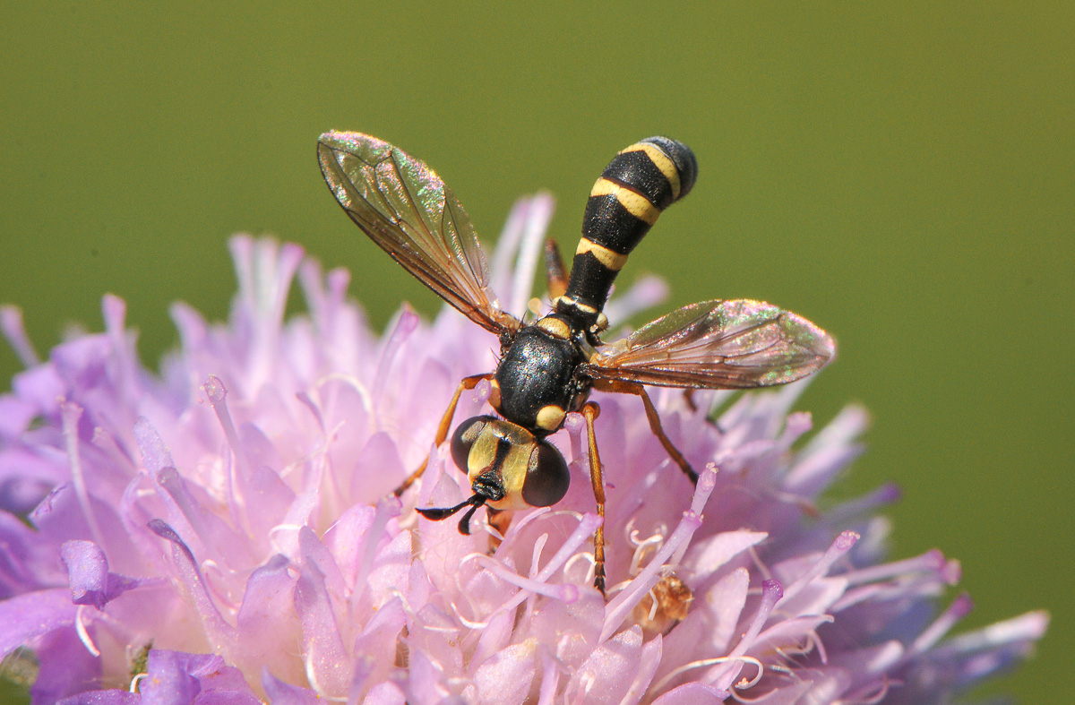 schwebfliege.jpg