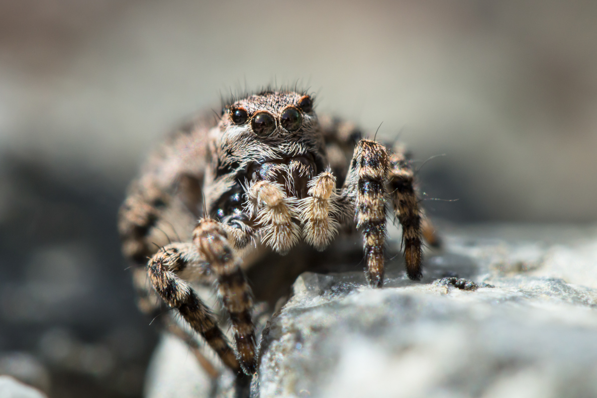 Aelurillus v-insignitusIMG_6272MF.jpg
