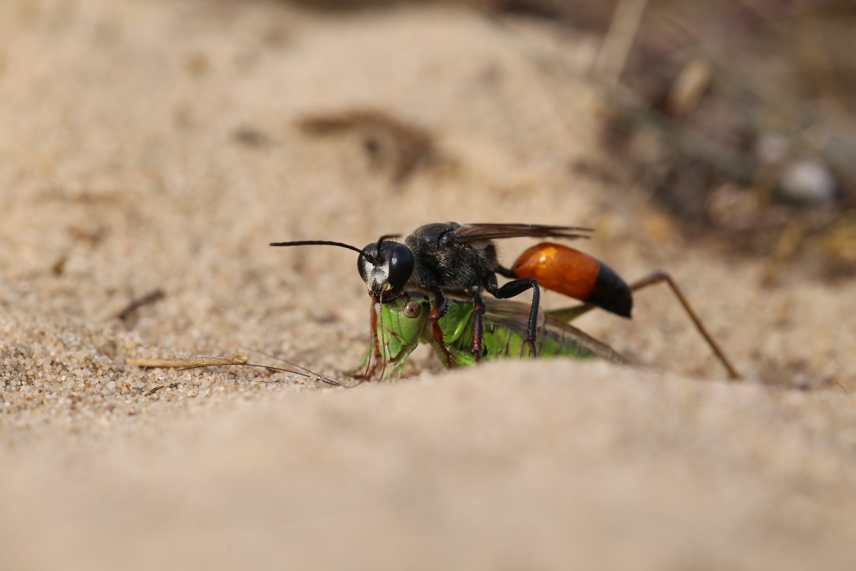 Sphex funerarius (47).JPG