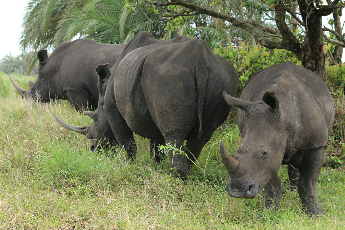 white rhino01makro.jpg