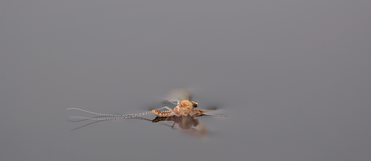 Eintags-Fliege klein 076.JPG