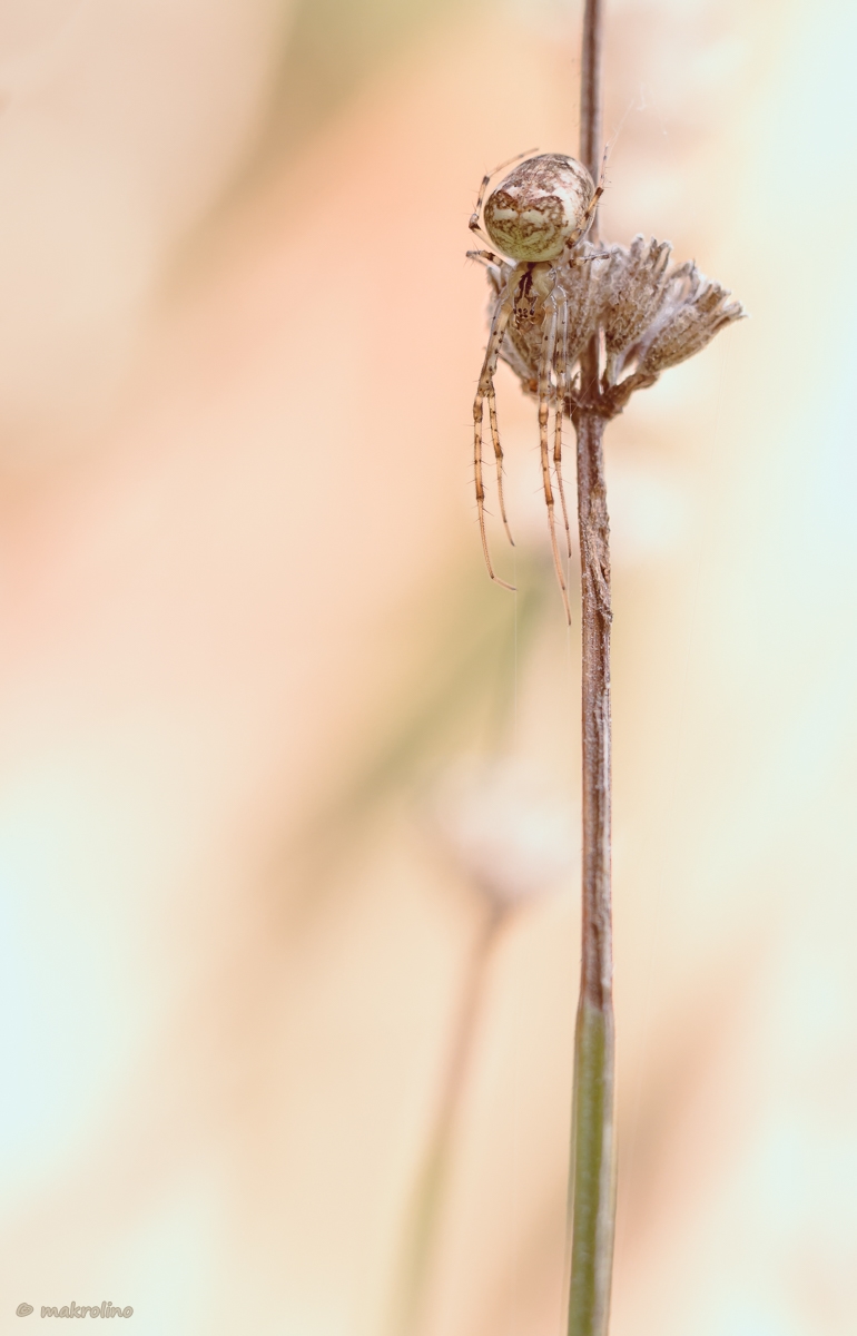IMG_8862_lr5_1200_copy.jpg