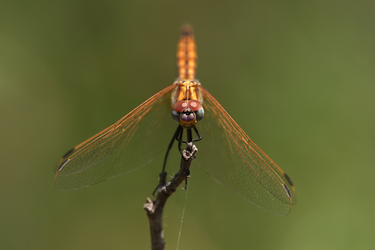 Trithemis annulata_m_juvenil_IMG_4114a.jpg
