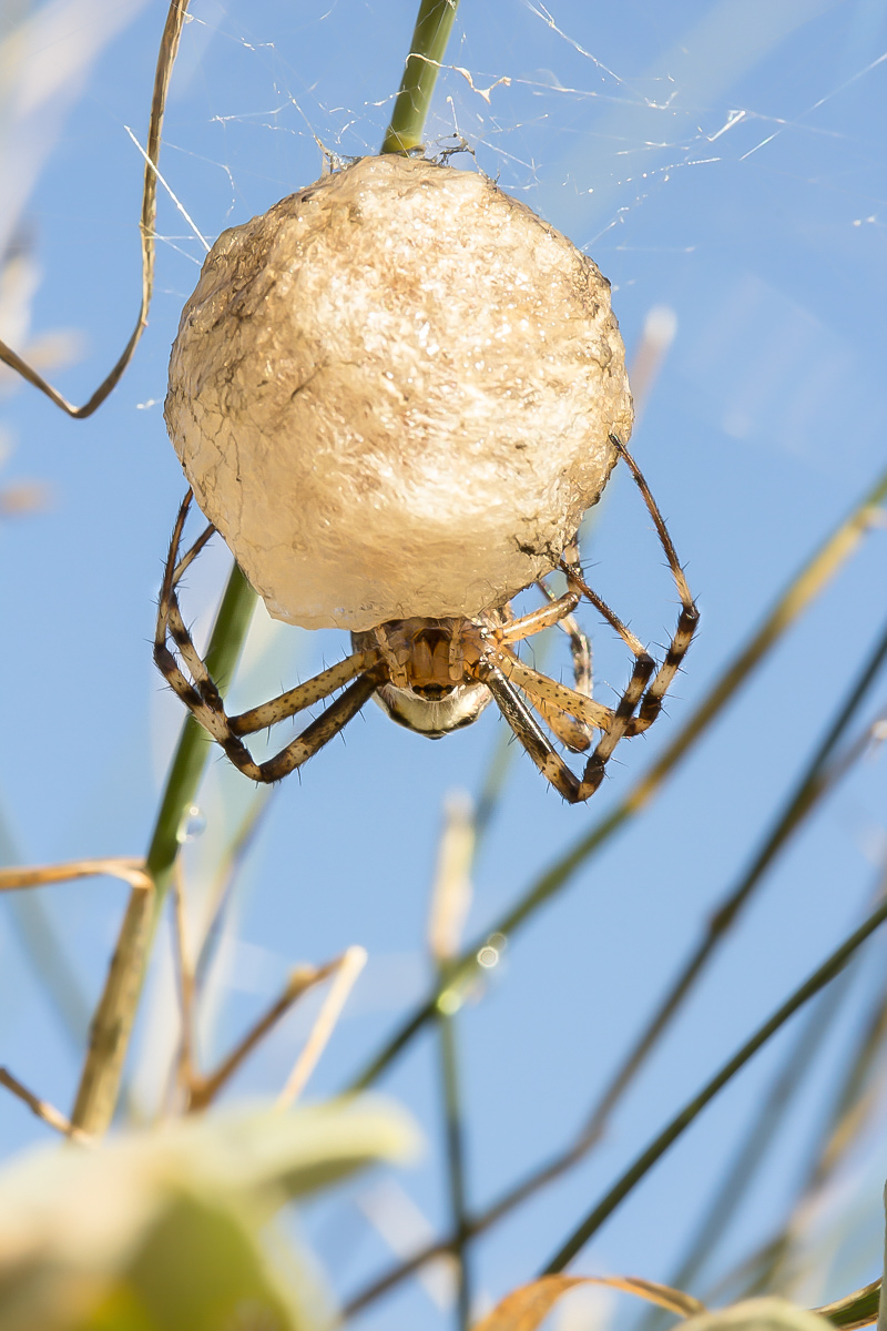 Argiope bruennichi _1403.jpg