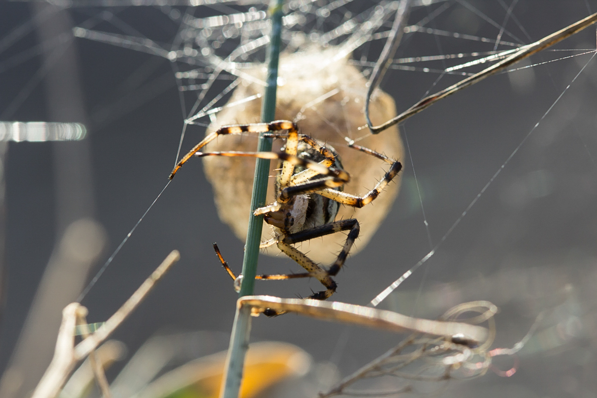 Argiope bruennichi _1364.jpg