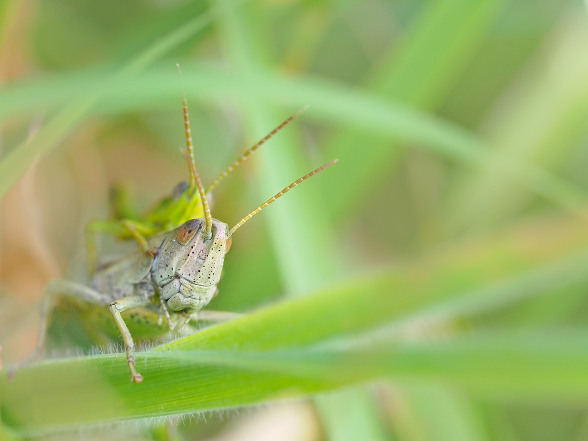 Chorthippus-parallelus-EG006032.jpg
