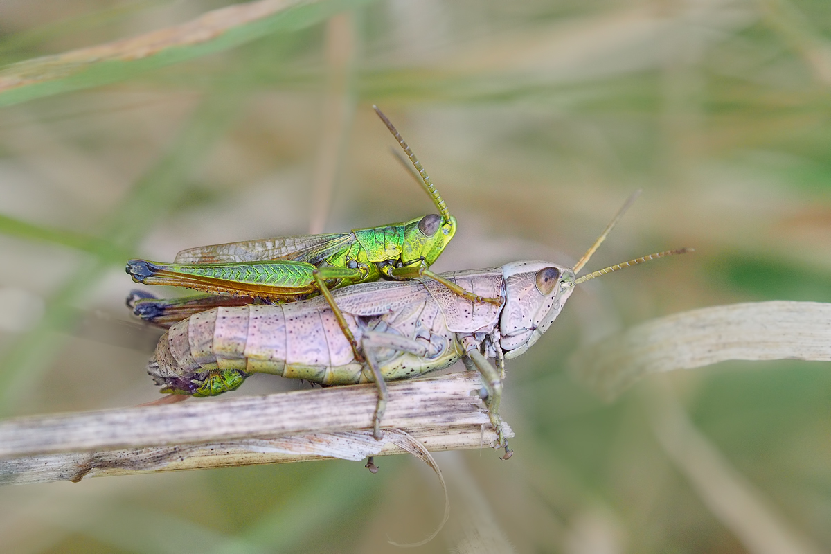 Chorthippus-parallelus-EG006046.jpg