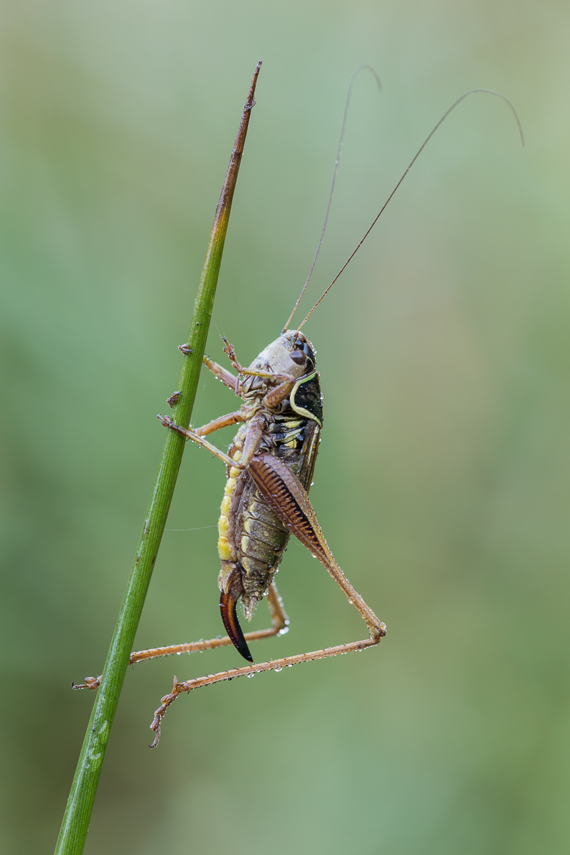 Schrecke 2 (1 von 1).jpg