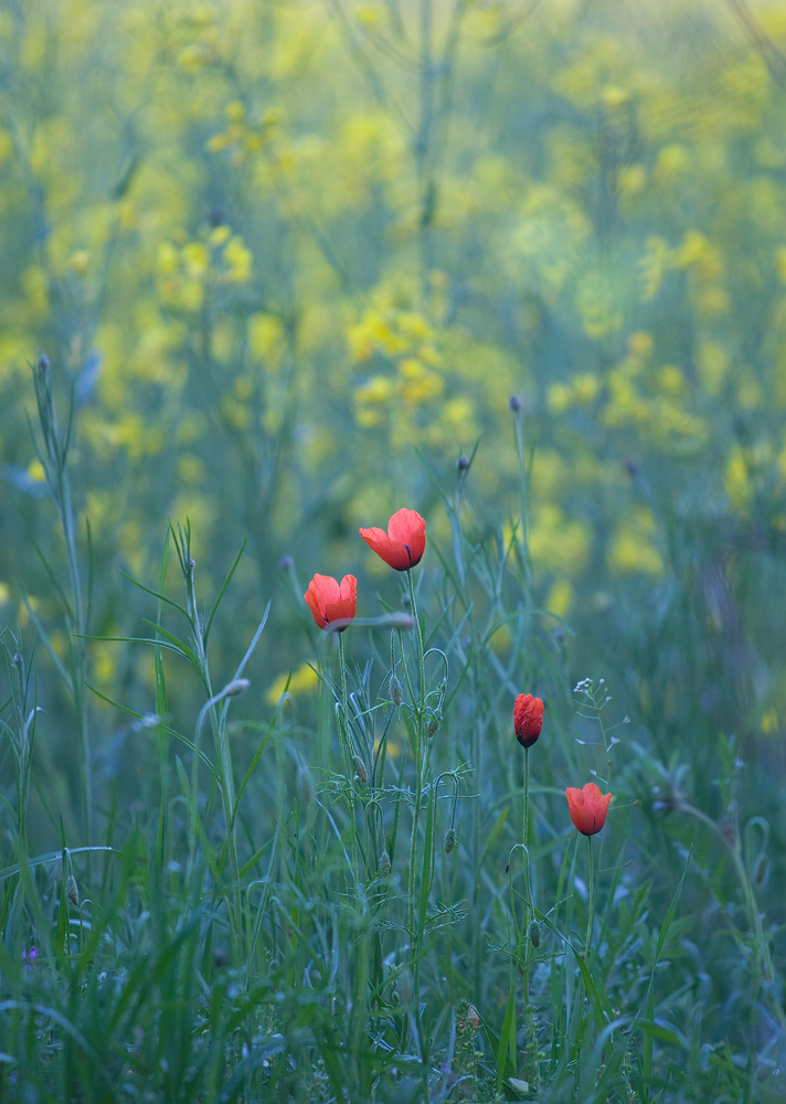 _MG_5242.jpg