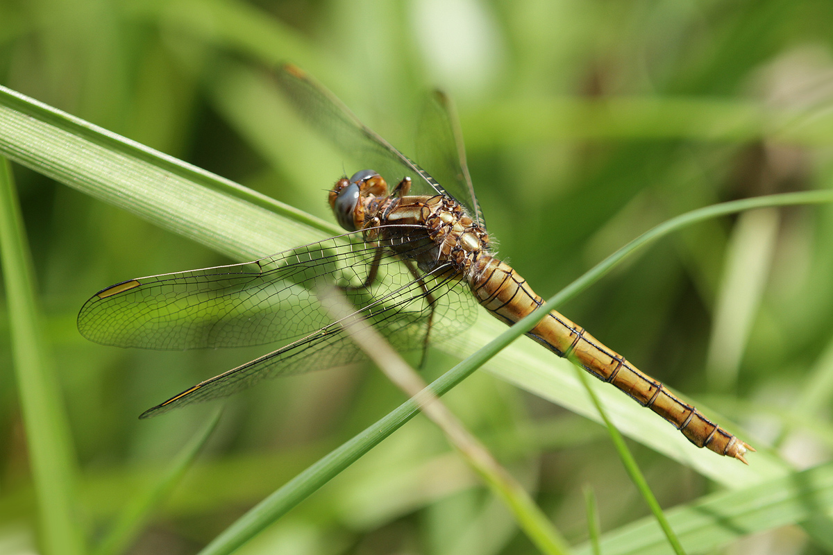 Orthetrum coerulescens_f_ger_IMG_9372.jpg