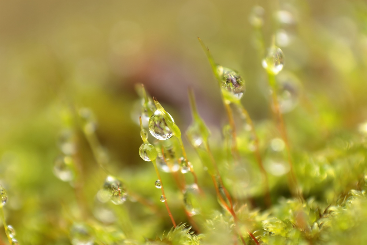 Moos Gerwisch (2).JPG