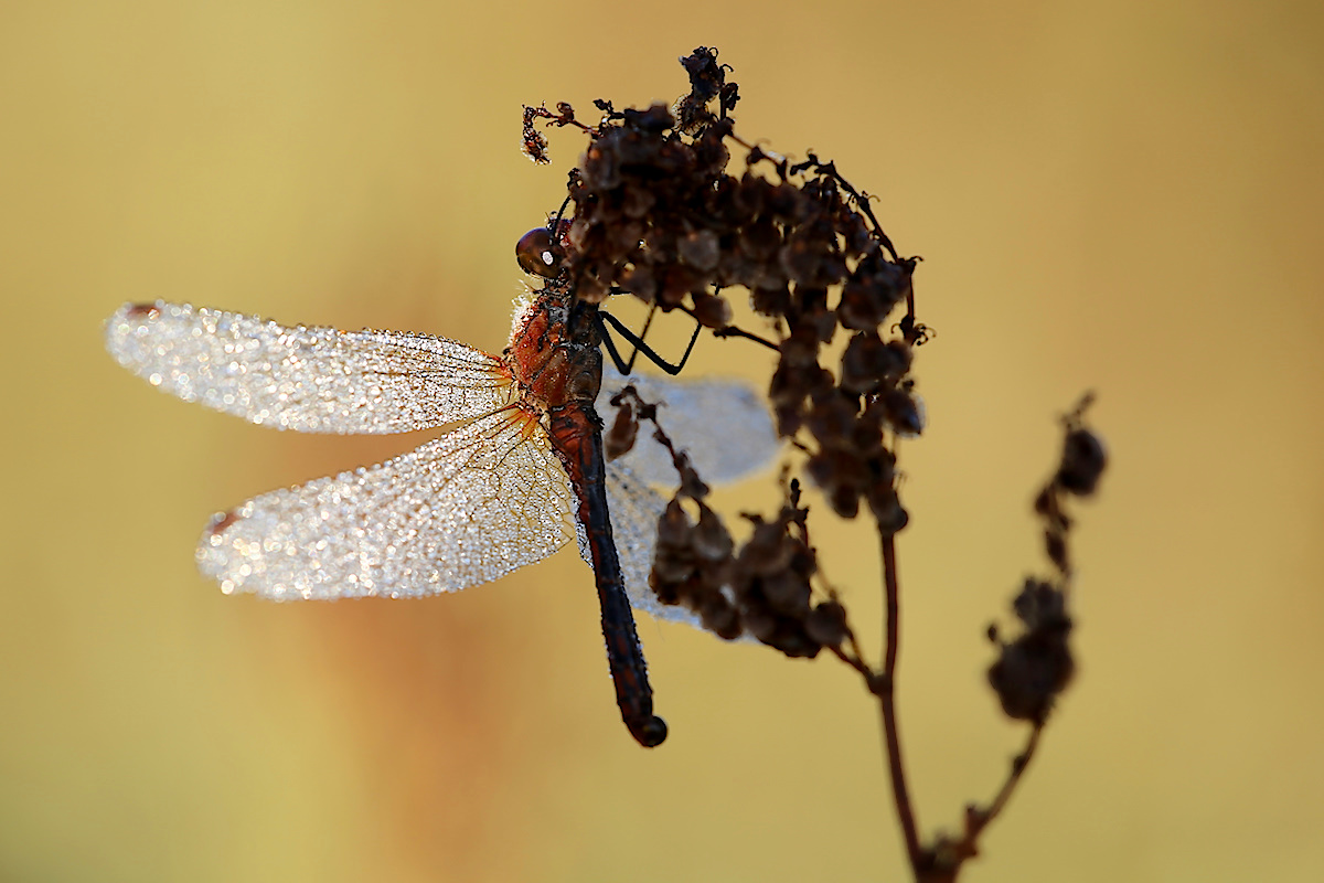 Sympetrum sanguineum.jpg