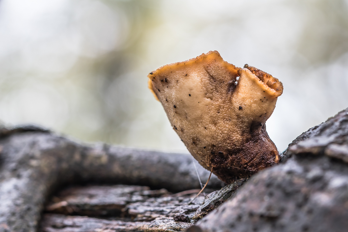 IMG_0085_Fotografie_am_offenesHerz_Aorta_.jpg