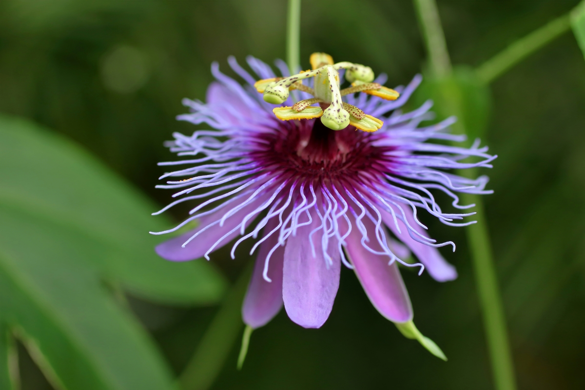 Passiflora amethystina 3641-2; Passifloraceae (1).jpg